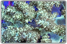 Green Kenya Tree Coral